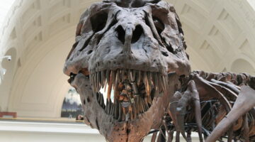 Recorde: fóssil de T-Rex é vendido por US$ 31,8 milhões nos EUA