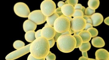 Candida auris: Anvisa alerta sobre o primeiro caso do superfungo no país