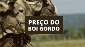 Agronegócio: boi gordo volta a ter alta no valor da arroba