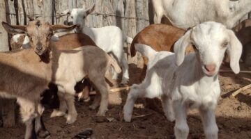 Sento Sé: criação de caprinos gera renda para produtores do município