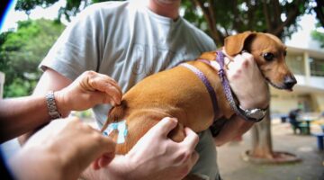 Salvador promove campanha de vacinação animal antirrábica; veja como vacinar