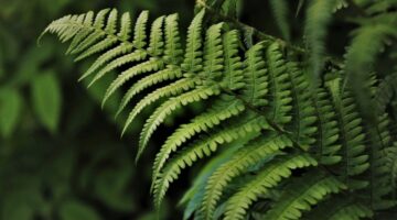 Você sabia que as plantas se “comunicam”? Veja como funciona