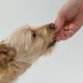 18 opções de petiscos naturais para seu cachorro ou gato