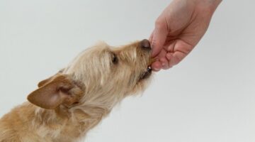 Alimentação do pet! 7 frutas que todo cachorro pode comer