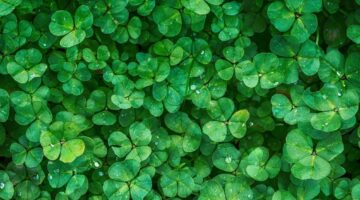 Estas 5 plantas tiram o mau-olhado e “espantam” a inveja da sua casa