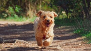 Afinal de contas, cachorro pode tomar banho todos os dias?