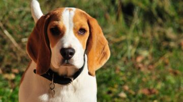 Confira raças de cachorros que costumam se dar bem com gatos