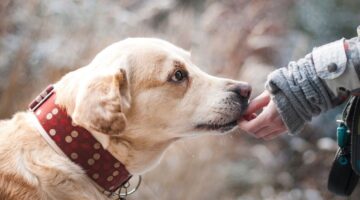 Confira 9 frutas que seu cachorro pode comer sem nenhum problema