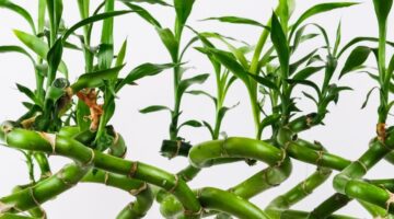 Estas plantas protegem a casa e trazem sorte aos moradores