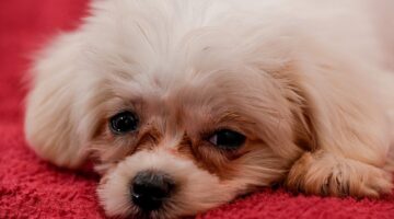 Saiba até quanto tempo um cachorro pode ficar sozinho em casa
