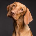 Cachorros entendem tom de voz e palavras mais complexas, diz estudo