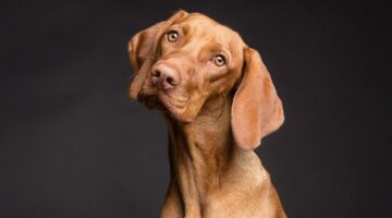 Cachorros podem julgar se uma pessoa é boa ou ruim?