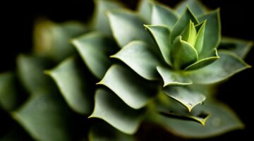 Estas 5 plantas trazem boas energias para a sua casa e você não conhecia