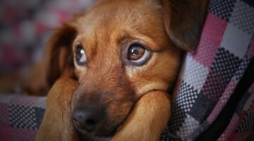 Até quanto tempo um cachorro pode ficar sozinho em casa?