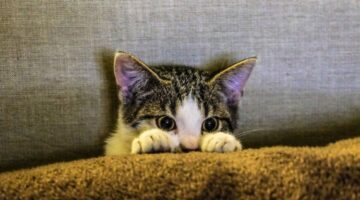 Casa “gatificada”: como planejar ambientes agradáveis para seu gato