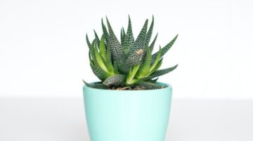 20 plantas que são fáceis de cuidar