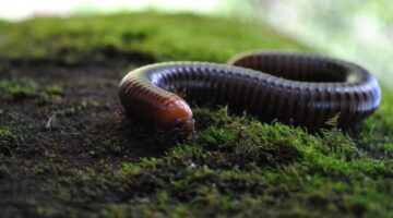 Criatura com mais de 1,3 mil pernas é identificada na Austrália; entenda
