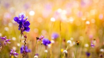 Quais são as flores mais raras do mundo? Descubra aqui