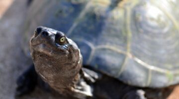 Você sabe qual é o animal mais raro do mundo? Descubra aqui