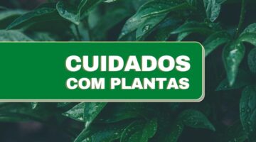 5 erros cometidos com frequência por quem cuida de plantas em casa