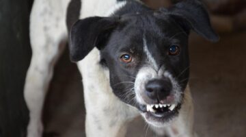 Modo de ataque: 6 sinais de que o cachorro pode te morder