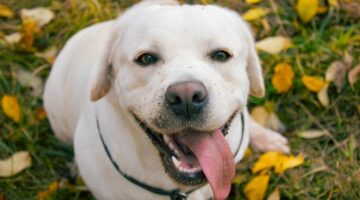 Quantos anos vive um cachorro de estimação?