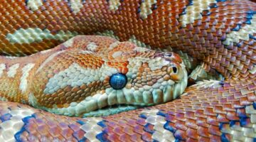 O que quer dizer sonhar com cobra? Isso é bom? Veja significados