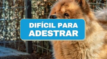 Confira 5 raças de cachorros que são difíceis de adestrar