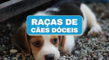 Confira 6 raças dóceis de cachorros