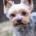 Cachorros para apartamentos que não crescem muito: lista com 13 raças