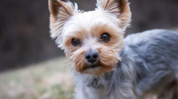 Cachorros para apartamentos que não crescem muito: lista com 13 raças