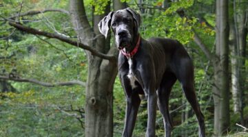 Conheça as maiores raças de cachorro do mundo