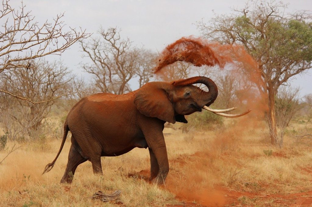 elefante africano