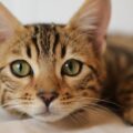 Como saber se o seu gato não gosta de você?