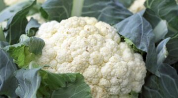 Por que a couve-flor é tão importante para a nossa saúde?