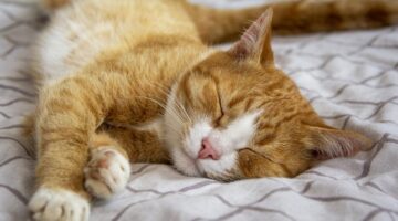 Por que os gatos ronronam? Entenda os sons emitidos