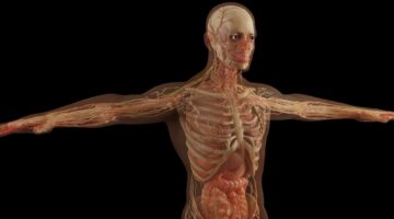 Qual é a maior e menor temperatura que o corpo consegue suportar?