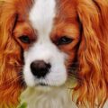 Cachorros conseguem saber quando uma pessoa não é confiável?