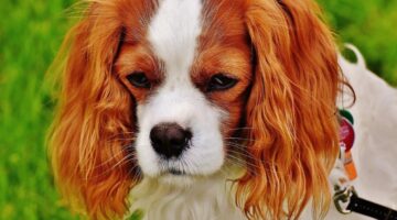 Cachorros conseguem saber quando uma pessoa não é confiável?