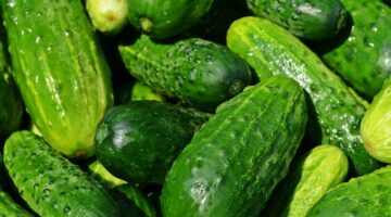 Você sabe o que o pepino pode fazer pela sua saúde? Confira os benefícios