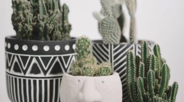 Plantas pequenas: veja 5 espécies perfeitas para apartamento