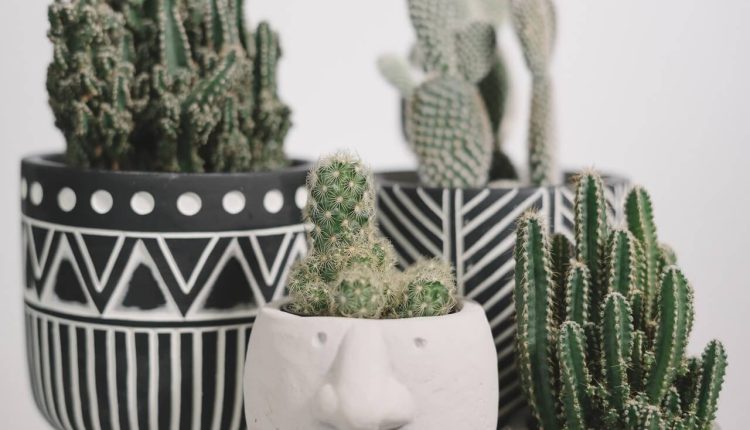 5 plantas ideais para colocar em banheiros