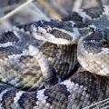 Este é o significado de sonhar com cobra
