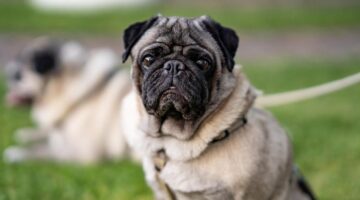 Cachorros mais calmos; confira lista com 9 raças