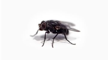 Estes 3 truques te ajudam a afastar as moscas e mosquitos de sua casa