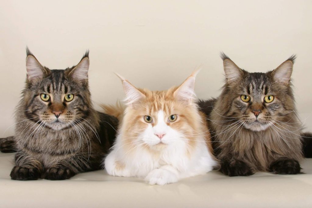 Maior gato do mundo, raça Maine Coon