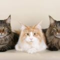Gatos mais caros do mundo; veja lista com as 9 raças