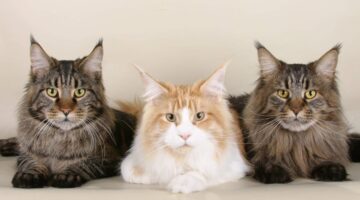 Gatos vivem durante quanto tempo? Descubra