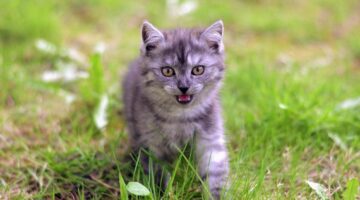 Ao todo, quantas raças de gatos existem no mundo inteiro?
