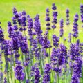 Melhore suas noites de sono com estas 6 plantas para o seu quarto